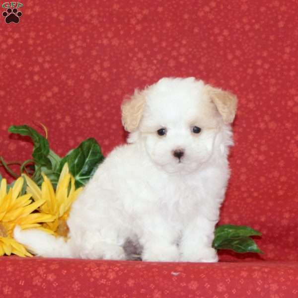 Lilly, Maltipoo Puppy